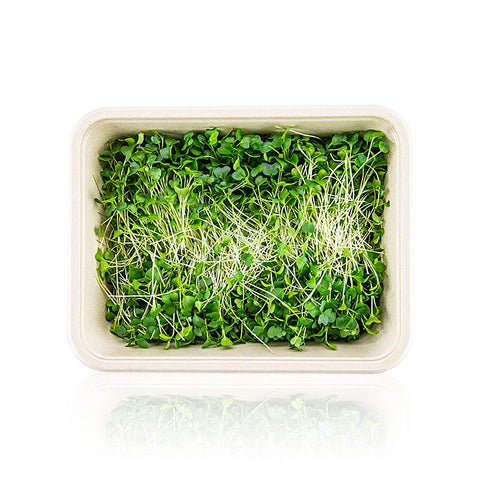 vollgepackt Microgreens "Grünkohl", ganz junge Blätter / Keimlinge, 75 g