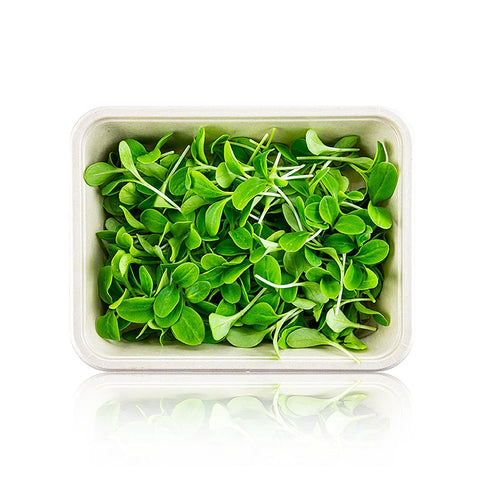 vollgepackt Microgreens "Borretsch", ganz junge Blätter / Keimlinge, 50 g