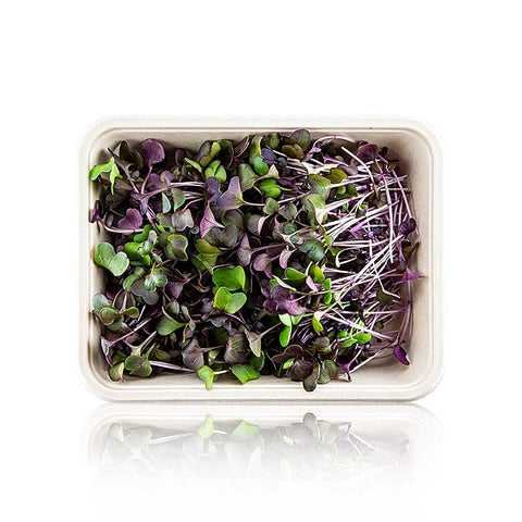 vollgepackt Microgreens "Radieschen Rot", ganz junge Blätter / Keimlinge, 100 g