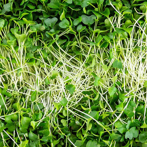 vollgepackt Microgreens "Grünkohl", ganz junge Blätter / Keimlinge, 75 g