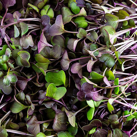 vollgepackt Microgreens "Radieschen Rot", ganz junge Blätter / Keimlinge, 100 g