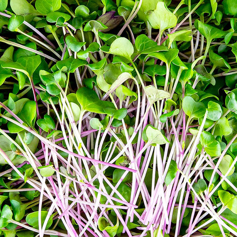vollgepackt Microgreens "Radieschen Grün", ganz junge Blätter / Keimlinge, 100 g