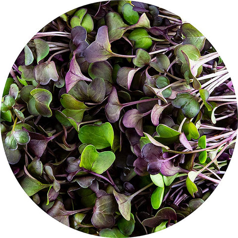 vollgepackt Microgreens "Radieschen Rot", ganz junge Blätter / Keimlinge, 100 g