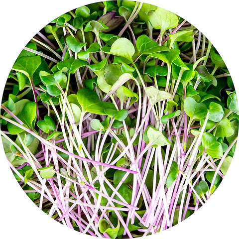 vollgepackt Microgreens "Radieschen Grün", ganz junge Blätter / Keimlinge, 100 g