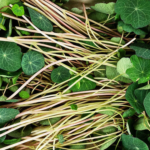 packed Microgreens "KapuzinerGreens", dark, very young leaves / sprouts, 50 g